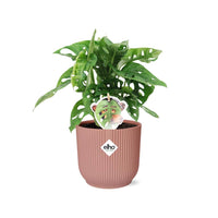 Monstera « Monkey Leaf » + pot ELHO Vibes Fold 14 cm rose Everspring