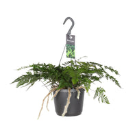Humata Tyermannii - Ø17cm - ↕20cm Everspring