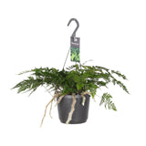 Humata Tyermannii - Ø17cm - ↕20cm Everspring