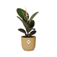 Ficus Elastica ‘Robusta’+ pot  ELHO Vibes Fold 14 cm jaune Everspring