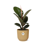 Ficus Elastica ‘Robusta’+ pot  ELHO Vibes Fold 14 cm jaune Everspring