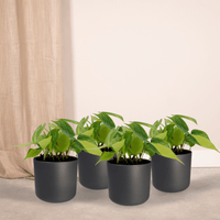 Philodendron Scandens Brasil - 4 pièces - Ø12cm - ↕15cm Everspring