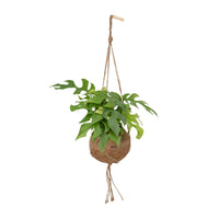 Kokodama Monstera Minima - Plante à trous - Ø15cm - ↕25cm Everspring