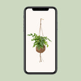 Kokodama Monstera Minima - Plante à trous - Ø15cm - ↕25cm Everspring