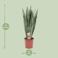 Sansevieria Zeylanica - Ø17cm - ↕70cm Everspring