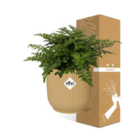 Asplenium Parvati + pot ELHO Vibes Fold 14 cm jaune Everspring