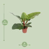 Philodendron Impérial Vert - Ø17cm - ↕60cm Everspring