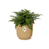 Asplenium Parvati + pot ELHO Vibes Fold 14 cm jaune Everspring
