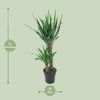 Yucca Elephantipes - Ø21cm - ↕100cm Everspring