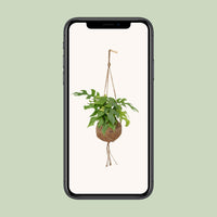 Kokodama Monstera Minima - Plante à trous - Ø15cm - ↕25cm Everspring
