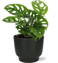 Monstera Monkey Leaf - Ø12cm - ↕30cm + Pot Potenza D13x11cm - Noir Everspring
