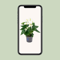 Anthurium Blanc - Ø12cm - ↕43cm Everspring