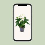 Anthurium Blanc - Ø12cm - ↕43cm Everspring