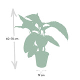 Calathea Warscewiczii - Plante paon - Ø19cm - ↕70cm Everspring