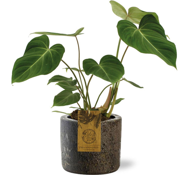 Philodendron Gloriosum - Ø15cm - ↕40cm + Pot Maas D16x14cm - marron Everspring