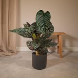 Calathea Ornata - Ø19cm - ↕75cm Everspring