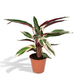 Calathea Triostar - Plante Paon - Ø19cm - ↕70cm Everspring