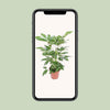 Schefflera Actinophylla Amate - Ø24cm - ↕100cm Everspring