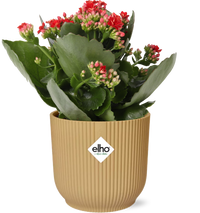 Kalanchoe Rosalina Don Justino Rood + Pot ELHO Vibes Fold 14 cm jaune Everspring
