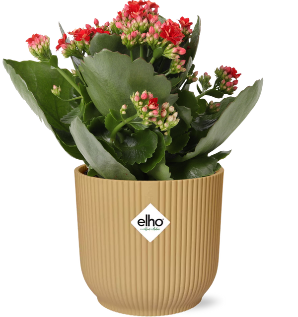 Kalanchoe Rosalina Don Justino Rood + Pot ELHO Vibes Fold 14 cm jaune Everspring