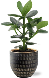Clusia Rosea Princess - Ø12cm - ↕15cm + Beau Pot D14x13cm - Noir Everspring