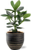 Clusia Rosea Princess - Ø12cm - ↕15cm + Beau Pot D14x13cm - Noir Everspring
