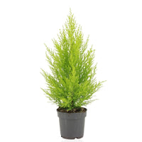 Cupressus Macrocarpa Goldcrest Wilma - Ø14cm - ↕55cm Everspring