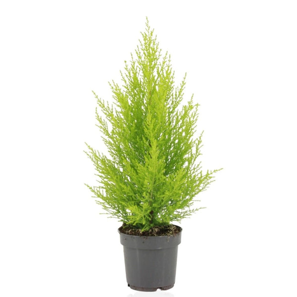 Cupressus Macrocarpa Goldcrest Wilma - Ø14cm - ↕55cm Everspring