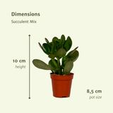 Mélange de plantes succulentes - 9 pièces - 10 cm - Ø8,5 Everspring