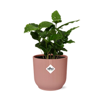 Coffea Arabica + pot ELHO Vibes Fold 14 cm rose Everspring