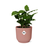 Coffea Arabica + pot ELHO Vibes Fold 14 cm rose Everspring