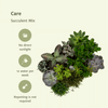 Mélange de plantes succulentes - 18 pièces - 10 cm - Ø8,5 Everspring