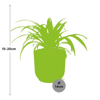 Chlorophytum Comosum Variegatum + pot ELHO Vibes Fold 14 cm rose Everspring