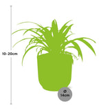 Chlorophytum Comosum Variegatum + pot ELHO Vibes Fold 14 cm rose Everspring