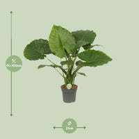 Alocasia Gageana California - Ø21cm - ↕80cm Everspring