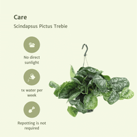Scindapsus Pictus Trebie (Epipremnum) - 2 pièces - Ø15cm - ↕25cm Everspring