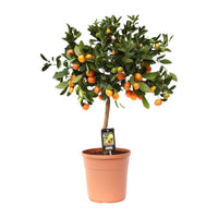 Calamondin aux agrumes - Ø22cm - ↕80cm Everspring