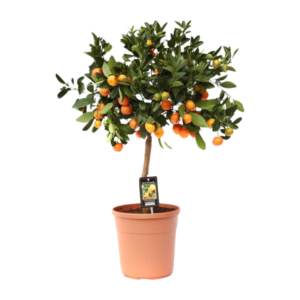 Calamondin aux agrumes - Ø22cm - ↕80cm Everspring