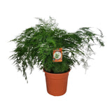 Asperges Setaceus - Ø27cm - ↕70cm Everspring