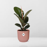 Ficus Elastica ‘Robusta’ + pot ELHO Vibes Fold 14 cm rose Everspring
