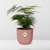 Asperges Setaceus ‘Plumosus’ + pot ELHO Vibes Fold 14 cm rose Everspring