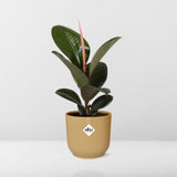 Ficus Elastica ‘Robusta’+ pot  ELHO Vibes Fold 14 cm jaune Everspring