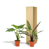 Alocasia Cucullata - Ø19cm - ↕60cm + Alocasia Lauterbachiana - Ø19cm - ↕75cm Everspring