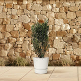 Structure Nerium Oleander - 180cm - Ø40 Everspring