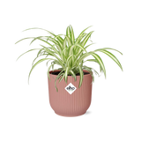 Chlorophytum Comosum Variegatum + pot ELHO Vibes Fold 14 cm rose Everspring