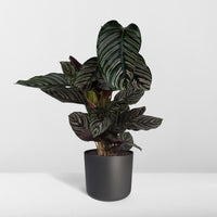 Calathea Ornata - Ø19cm - ↕75cm Everspring