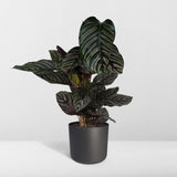 Calathea Ornata - Ø19cm - ↕75cm Everspring