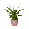 Spathiphyllum 12 cm Torelli + pot  ELHO Vibes Fold 14 cm rose Everspring