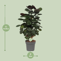 Polyscias Scutellaria Fabian - Ø19cm - ↕60cm Everspring