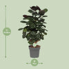 Polyscias Scutellaria Fabian - Ø19cm - ↕60cm Everspring